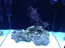 [TodoMarino.com] 70 litros para caballitos my reef