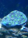 [TodoMarino.com] Ayuda identificar este coral