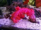 [TodoMarino.com] Coral, Coral, Coral....CORAL REEF - Nuevos animales disponibles -
