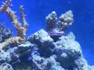 [TodoMarino.com] acropora