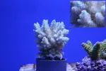 [TodoMarino.com] Nueva llegada de SPS