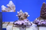 [TodoMarino.com] Nueva llegada de SPS