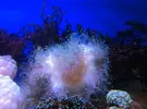 [TodoMarino.com] Coral, Coral, Coral....CORAL REEF - Nuevos animales disponibles -