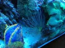 [TodoMarino.com] Mi primer acuario. Ayuda a identificar elementos