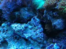 [TodoMarino.com] Mi primer acuario. Ayuda a identificar elementos