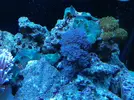 [TodoMarino.com] Mi primer acuario. Ayuda a identificar elementos