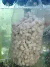 [TodoMarino.com] biopellets en sump