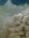 [TodoMarino.com] biopellets en sump
