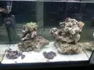 [TodoMarino.com] Acuario marino 70 lts ( 2º intento)