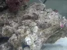 [TodoMarino.com] Acuario marino 70 lts ( 2º intento)