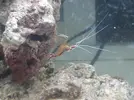 [TodoMarino.com] Acuario marino 70 lts ( 2º intento)