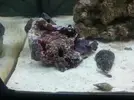 [TodoMarino.com] Acuario marino 70 lts ( 2º intento)