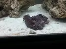 [TodoMarino.com] Acuario marino 70 lts ( 2º intento)