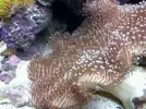 [TodoMarino.com] Deterioro Sarcophyton, ¿a que puede ser debido?