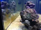 [TodoMarino.com] Hos presento a: ( .....:::::SiCeReeF:::::..... )