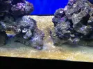 [TodoMarino.com] Hos presento a: ( .....:::::SiCeReeF:::::..... )