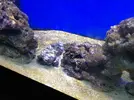 [TodoMarino.com] Hos presento a: ( .....:::::SiCeReeF:::::..... )
