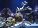 [TodoMarino.com] Mi nano de 35 litros