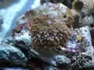 [TodoMarino.com] Mi nano de 35 litros