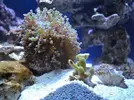 [TodoMarino.com] Mi nano de 35 litros