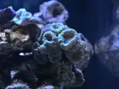 [TodoMarino.com] Mi nano de 35 litros