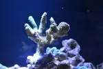[TodoMarino.com] Mi nano de 35 litros