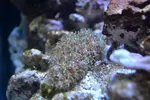 [TodoMarino.com] Mi nano de 35 litros