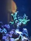 [TodoMarino.com] Mi nano de 35 litros