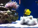 [TodoMarino.com] Mi primer acuario