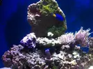 [TodoMarino.com] Mi primer acuario