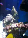 [TodoMarino.com] Mi primer acuario