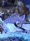 [TodoMarino.com] Mi nano de 35 litros