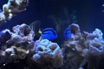 [TodoMarino.com] Mi nano de 35 litros