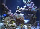 [TodoMarino.com] Mi nano de 35 litros