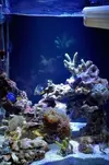 [TodoMarino.com] Mi nano de 35 litros