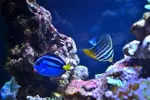 [TodoMarino.com] Mi nano de 35 litros