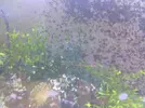 [TodoMarino.com] Posible plaga?