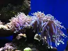 [TodoMarino.com] Euphyllia suelta pólipos