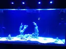 [TodoMarino.com] Acrylic reef