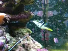 [TodoMarino.com] ¿Tu pez favorito del acuario?