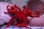 [TodoMarino.com] ¿Tu pez favorito del acuario?