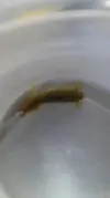 [TodoMarino.com] Camaron mantis u otra cosa???