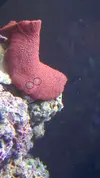 [TodoMarino.com] Actinodiscus rojo(Manchas que se mueven)