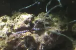 [TodoMarino.com] nuevos en marino y con muchas ganas de compartirlo