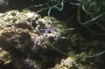 [TodoMarino.com] nuevos en marino y con muchas ganas de compartirlo