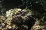 [TodoMarino.com] nuevos en marino y con muchas ganas de compartirlo