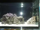 [TodoMarino.com] peces payaso en una esquina