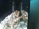 [TodoMarino.com] peces payaso en una esquina