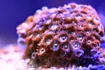 [TodoMarino.com] Mi Primer Acuario!