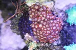 [TodoMarino.com] Mi Primer Acuario!